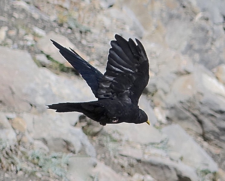 alpine chough